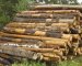 Holmen Invests in a Wood Treatment Plant at Braviken Sawmill