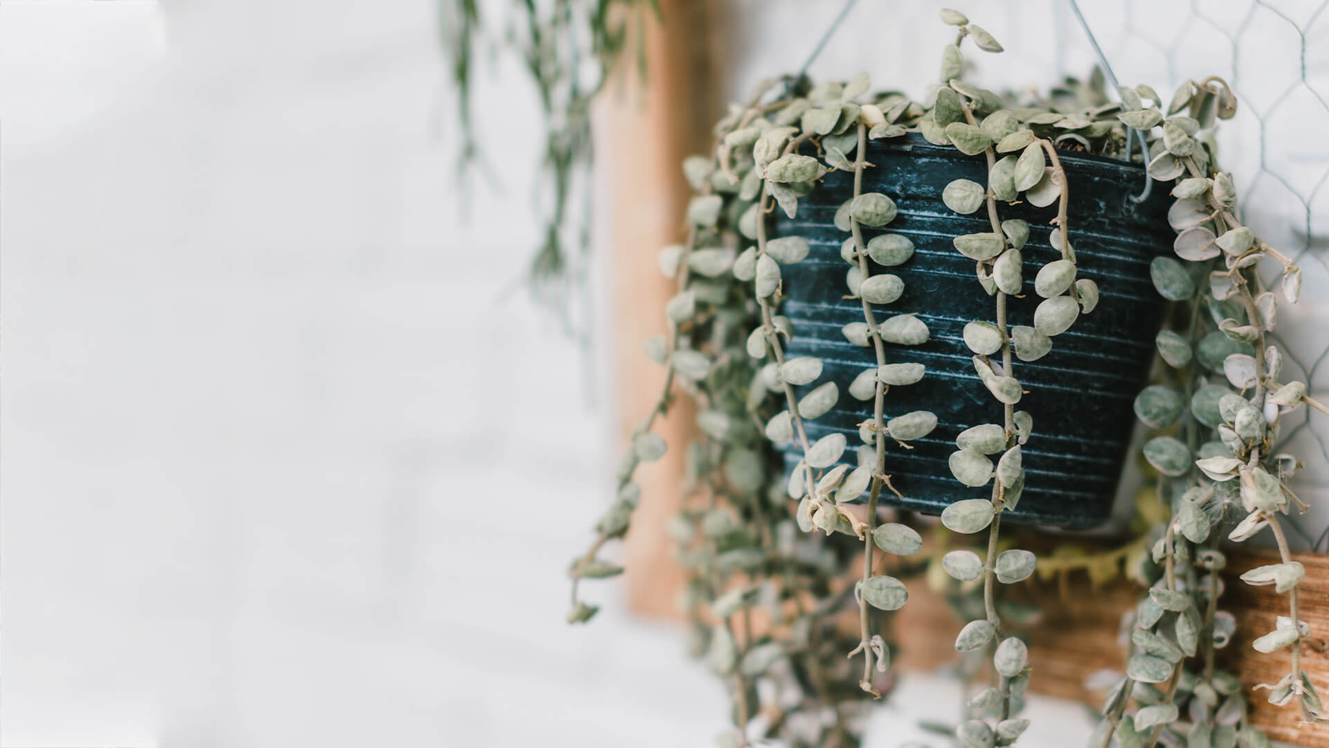 hanging baskets