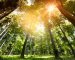 Preferred by Nature and iov42 Launch ‘Timber Chain’ to Improve Transparency and Efficiency Across Timber Commodity Supply
