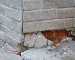 Signs a Home Foundation Needs Repair Work
