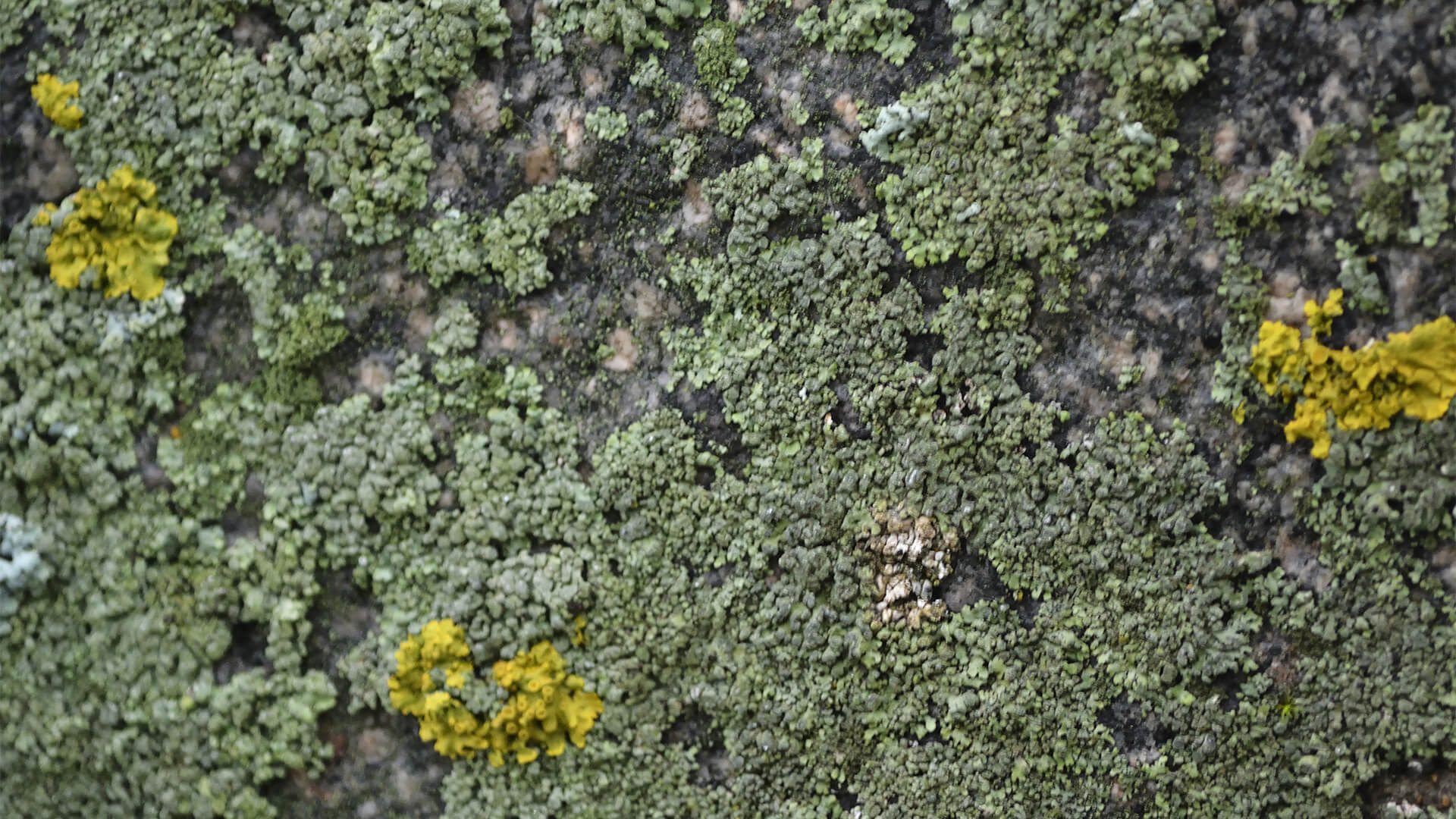 Closeup of black spot algae on stone
