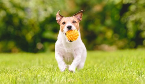 Useful Tips On How to Prepare Your Garden When Getting a Dog
