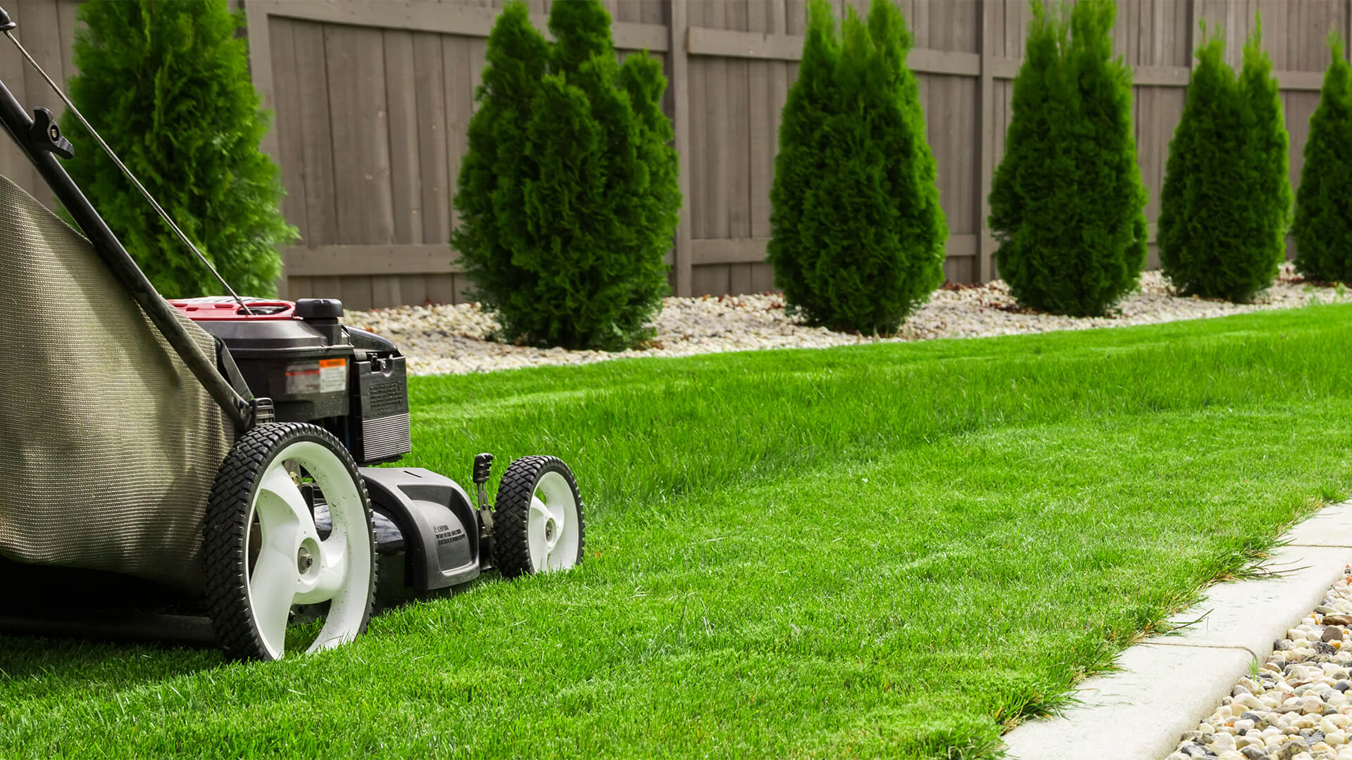 Garden lawn being mowed in the summer