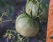 The Quick Guide to Buying a Greenhouse