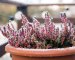 How to Frost-Proof your Garden