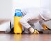 Pesky Pests: Common Pest Problems in the UK and Solutions