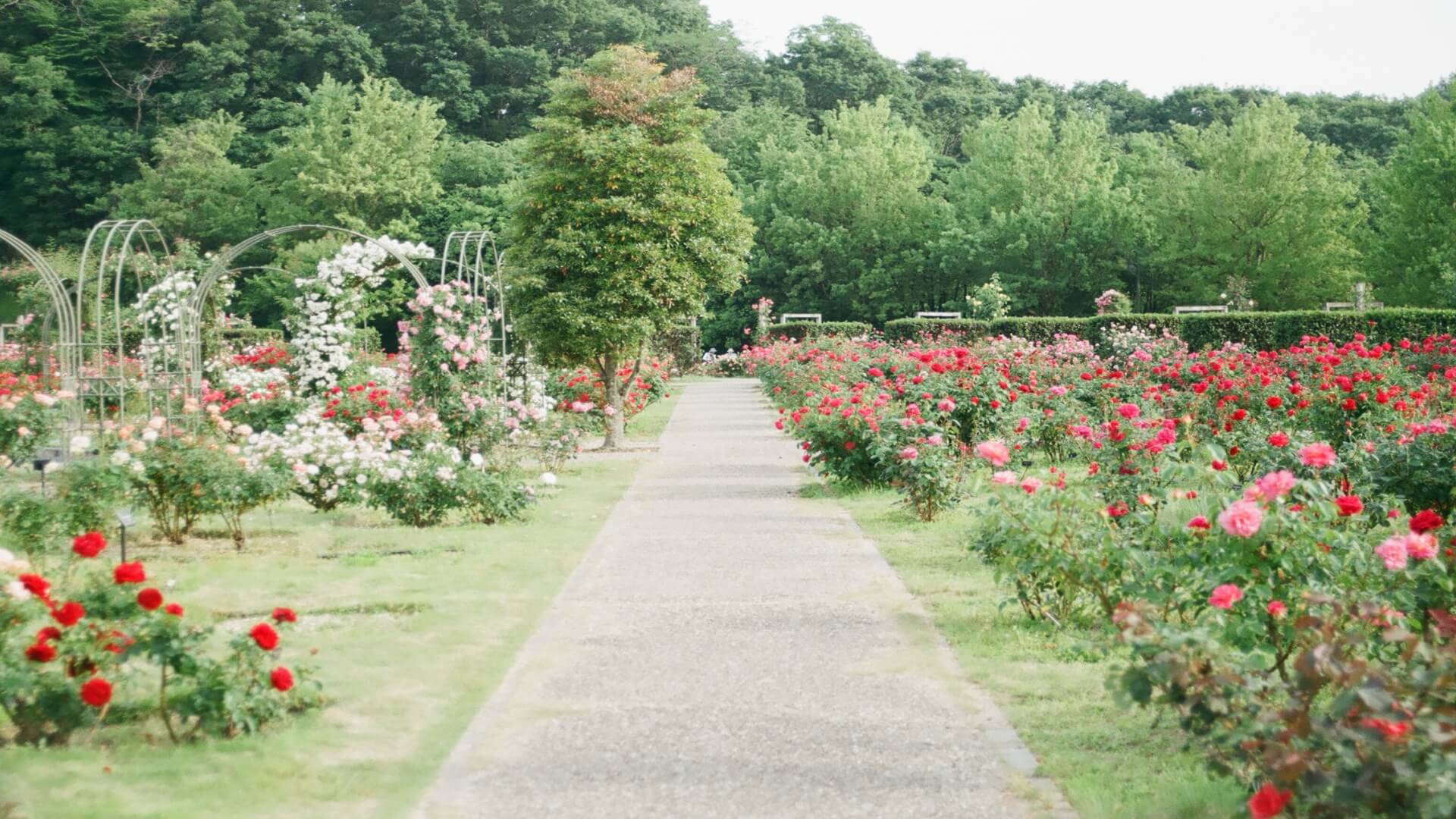 Blog post of matching category to this post's featured image