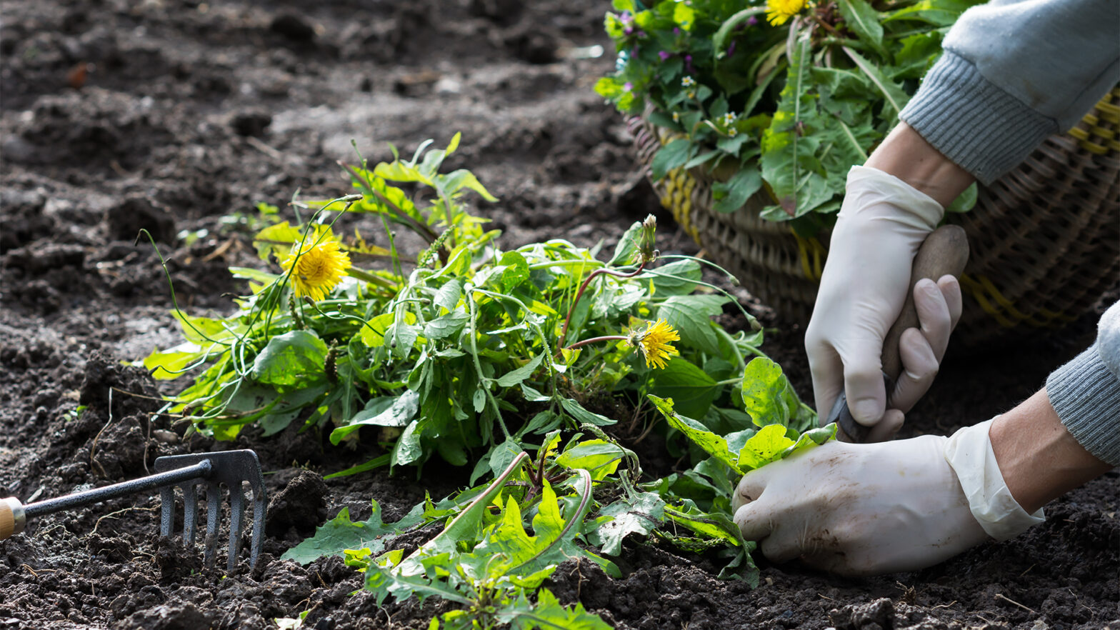 Worker digs flowering dandelions and other weeds in the garden